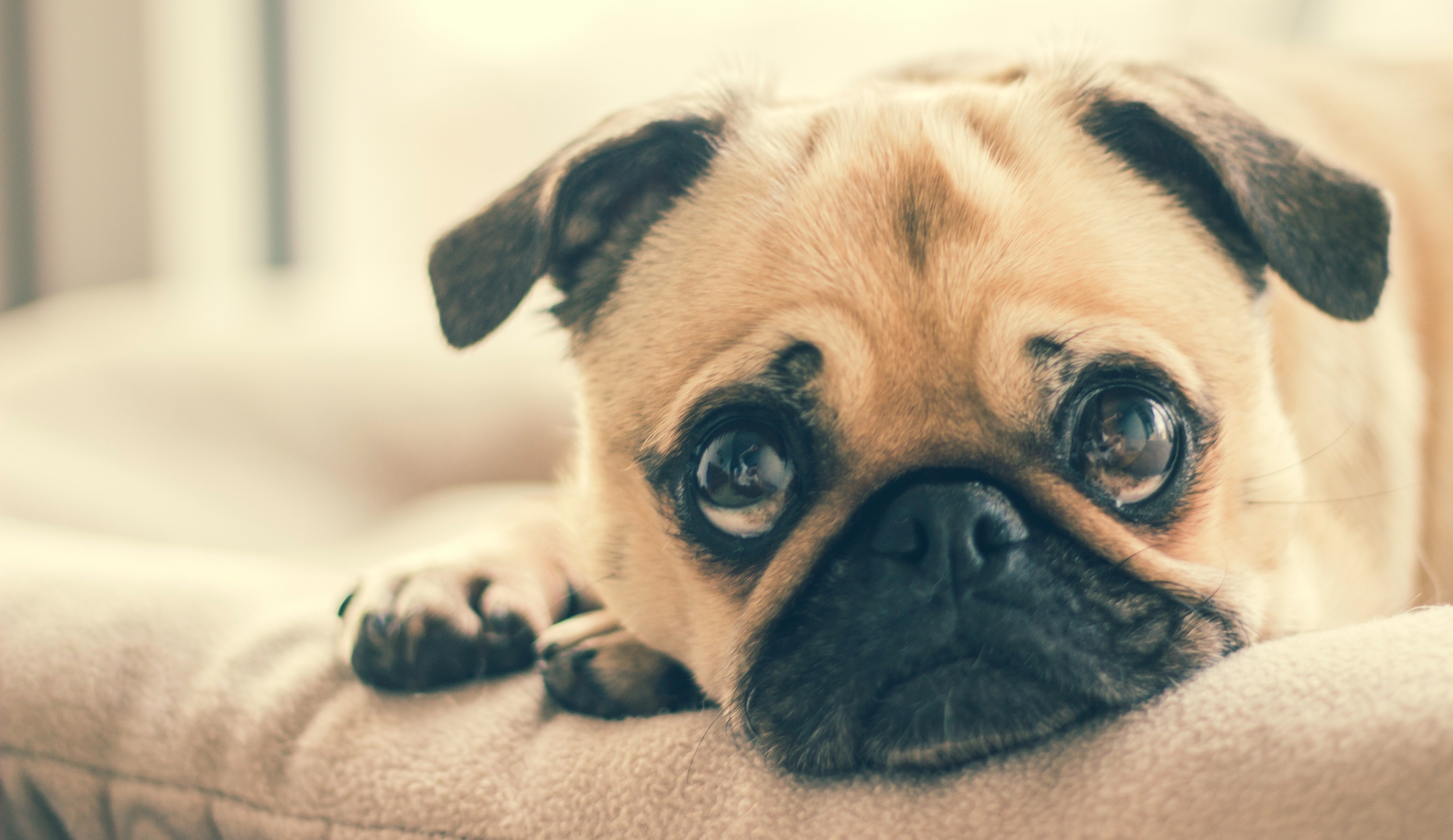 sad dog. Talk to an employment lawyer today.